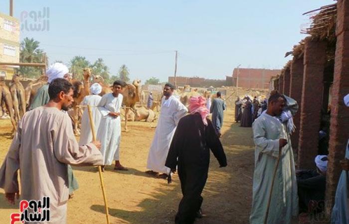 صور.. انتعاشة فى أسواق الجمال بأسوان قبل عيد الاضحي المبارك.. وصول 7 آلاف رأس أسبوعيا من السودان والأسعار من 11 ألفا لـ30 ألف جنيه.. والتجار يروون قصة رحلة الاستيراد على مدار 40 يوما.. والسوق يعد قبلة الأجانب