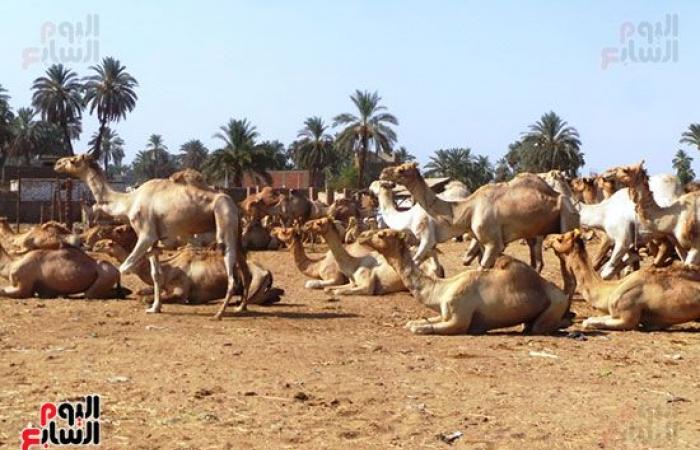 صور.. انتعاشة فى أسواق الجمال بأسوان قبل عيد الاضحي المبارك.. وصول 7 آلاف رأس أسبوعيا من السودان والأسعار من 11 ألفا لـ30 ألف جنيه.. والتجار يروون قصة رحلة الاستيراد على مدار 40 يوما.. والسوق يعد قبلة الأجانب