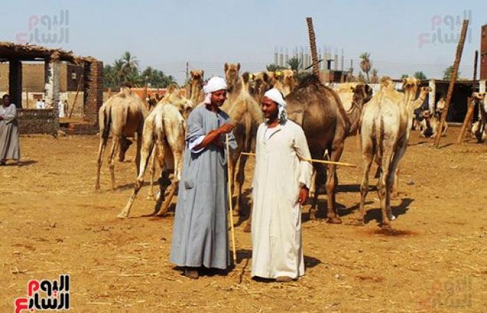 صور.. انتعاشة فى أسواق الجمال بأسوان قبل عيد الاضحي المبارك.. وصول 7 آلاف رأس أسبوعيا من السودان والأسعار من 11 ألفا لـ30 ألف جنيه.. والتجار يروون قصة رحلة الاستيراد على مدار 40 يوما.. والسوق يعد قبلة الأجانب