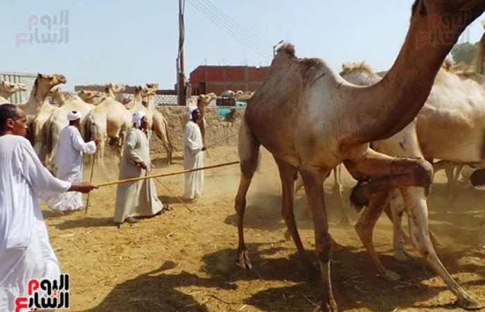 صور.. انتعاشة فى أسواق الجمال بأسوان قبل عيد الاضحي المبارك.. وصول 7 آلاف رأس أسبوعيا من السودان والأسعار من 11 ألفا لـ30 ألف جنيه.. والتجار يروون قصة رحلة الاستيراد على مدار 40 يوما.. والسوق يعد قبلة الأجانب