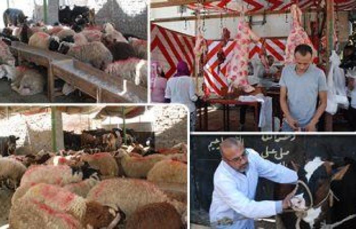 الدولة تتصدى لجشع التجار وتحمى الغلابة فى عيد الأضحى المبارك.. منافذ حكومية لبيع لحوم بأسعار مُخفضة وشوادر توفر الخراف الحية ومجازر مجانا.. نواب بالبرلمان: خطوة لضبط السوق.. ومطالب بتشديد الرقابة وزيادة المنافذ