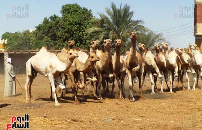 صور.. انتعاشة فى أسواق الجمال بأسوان قبل عيد الاضحي المبارك.. وصول 7 آلاف رأس أسبوعيا من السودان والأسعار من 11 ألفا لـ30 ألف جنيه.. والتجار يروون قصة رحلة الاستيراد على مدار 40 يوما.. والسوق يعد قبلة الأجانب