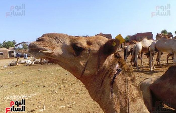 صور.. انتعاشة فى أسواق الجمال بأسوان قبل عيد الاضحي المبارك.. وصول 7 آلاف رأس أسبوعيا من السودان والأسعار من 11 ألفا لـ30 ألف جنيه.. والتجار يروون قصة رحلة الاستيراد على مدار 40 يوما.. والسوق يعد قبلة الأجانب