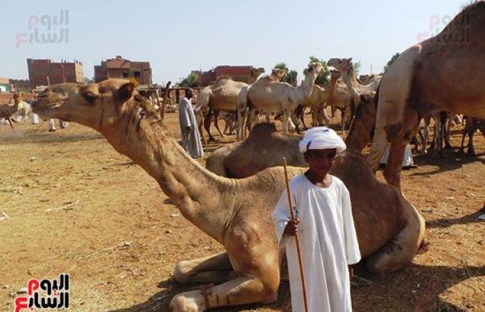 صور.. انتعاشة فى أسواق الجمال بأسوان قبل عيد الاضحي المبارك.. وصول 7 آلاف رأس أسبوعيا من السودان والأسعار من 11 ألفا لـ30 ألف جنيه.. والتجار يروون قصة رحلة الاستيراد على مدار 40 يوما.. والسوق يعد قبلة الأجانب