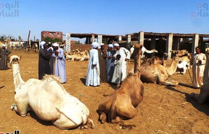 صور.. انتعاشة فى أسواق الجمال بأسوان قبل عيد الاضحي المبارك.. وصول 7 آلاف رأس أسبوعيا من السودان والأسعار من 11 ألفا لـ30 ألف جنيه.. والتجار يروون قصة رحلة الاستيراد على مدار 40 يوما.. والسوق يعد قبلة الأجانب