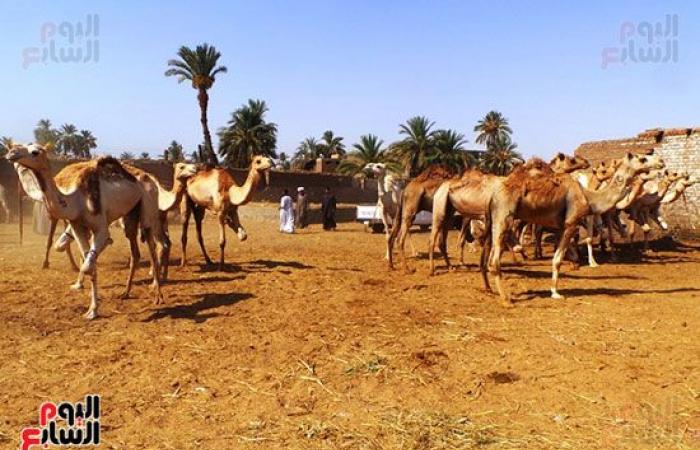 صور.. انتعاشة فى أسواق الجمال بأسوان قبل عيد الاضحي المبارك.. وصول 7 آلاف رأس أسبوعيا من السودان والأسعار من 11 ألفا لـ30 ألف جنيه.. والتجار يروون قصة رحلة الاستيراد على مدار 40 يوما.. والسوق يعد قبلة الأجانب