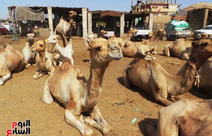 صور.. انتعاشة فى أسواق الجمال بأسوان قبل عيد الاضحي المبارك.. وصول 7 آلاف رأس أسبوعيا من السودان والأسعار من 11 ألفا لـ30 ألف جنيه.. والتجار يروون قصة رحلة الاستيراد على مدار 40 يوما.. والسوق يعد قبلة الأجانب