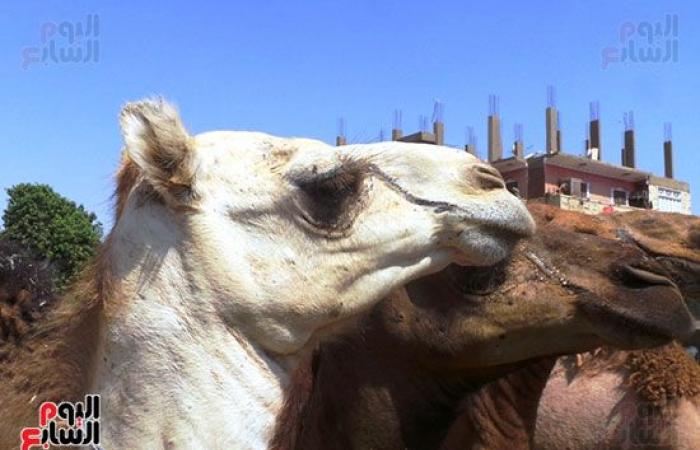 صور.. انتعاشة فى أسواق الجمال بأسوان قبل عيد الاضحي المبارك.. وصول 7 آلاف رأس أسبوعيا من السودان والأسعار من 11 ألفا لـ30 ألف جنيه.. والتجار يروون قصة رحلة الاستيراد على مدار 40 يوما.. والسوق يعد قبلة الأجانب