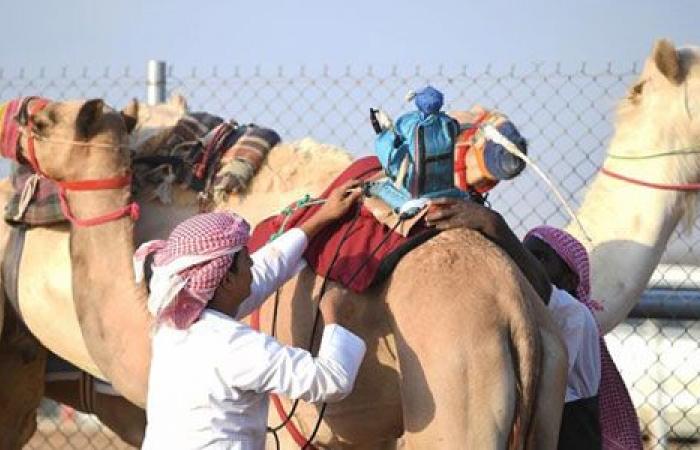 صور .. "الراكب الآلى" يقود الهجن عن بعد فى السباقات بديلا عن الراكب البشرى .. أصحاب الجمال يستخدمونه لإعطاء تعليمات للمطية.. وزنه 4 كيلو جرام وسعره 2400 ريال سعودى.. يتم تصنيعه فى المملكة ويصدر لجميع دول العالم