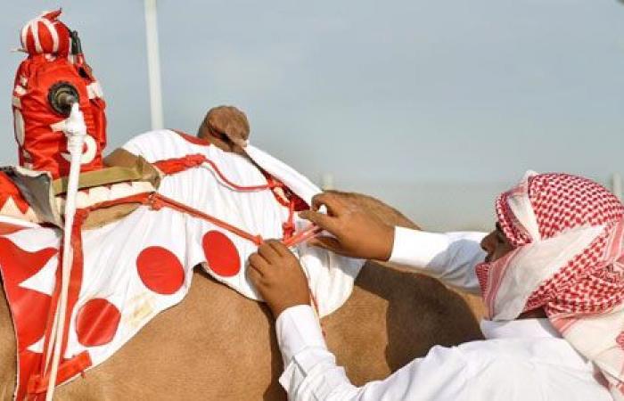 صور .. "الراكب الآلى" يقود الهجن عن بعد فى السباقات بديلا عن الراكب البشرى .. أصحاب الجمال يستخدمونه لإعطاء تعليمات للمطية.. وزنه 4 كيلو جرام وسعره 2400 ريال سعودى.. يتم تصنيعه فى المملكة ويصدر لجميع دول العالم