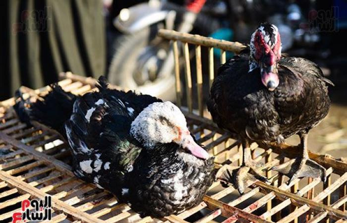 "الزراعة" تبدأ إجراءات عاجلة لمواجهة أنفلونزا الطيور.. الخدمات البيطرية: تحصين 2.2 مليون طائر.. وفحص جميع أنواع الدواجن قبل خروجها للسوق.. وتؤكد: المرض تحت السيطرة.. ونشر لجان تقصى وسحب عينات بمناطق مختلفة