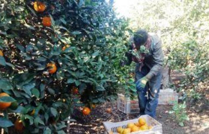 الرمان والتمور لبكين والبرتقال لـ"طوكيو" والأرجنتين وأسواق عالمية أخرى تستقبل أصنافا جديدة من الفاكهة.. تصدير "المانجو" لـ"جنوب إفريقيا".. والبرازيل تفضل "العنب" المصرى.. و"الزراعة" تبحث عن المزيد من الأسواق