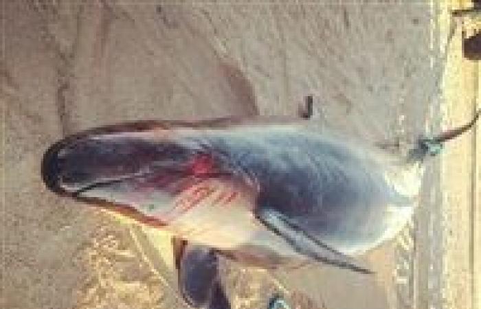 التفاصيل الكاملة للعثور على "الحوت القاتل" في شواطئ الغردقة