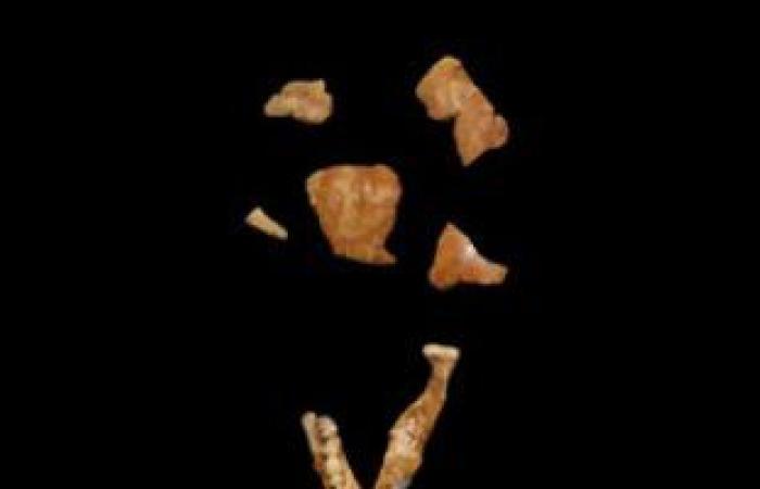 خناقة عمرها 7000 سنة فقط.. أين قضى الإنسان عمره؟.. عائلة ليكى تكشف عن أقدم بشرى منذ 61 عاما.. عمره 1750000 من أصول أفريقية.. وفى 1974 تم العثور على "لوسى" وعمرها 3180000.. ودراسة جديدة تؤكد عاش منذ 800 ألف سنة