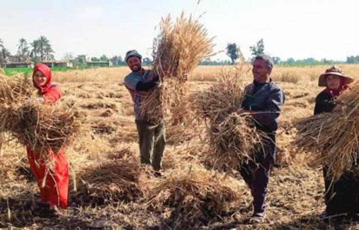 أشعة الذهب الأصفر تغطى أراضى كفر الشيخ.. الأغانى وأصوات المناجل تعزف أغلى الألحان وقت حصاد القمح.. تقسيم الفلاحين لمجموعات والمشاركة شعار القرى.. ونقيب الفلاحين: لدينا مخزون استراتيجى وكورونا لن تؤثر علينا