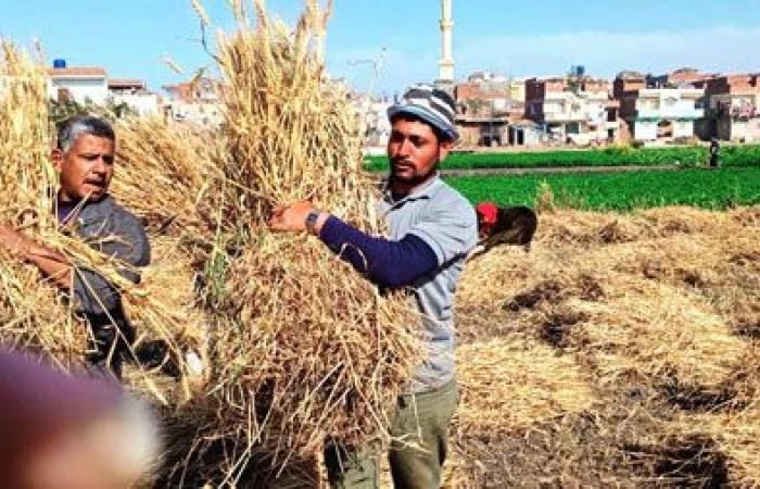 أشعة الذهب الأصفر تغطى أراضى كفر الشيخ.. الأغانى وأصوات المناجل تعزف أغلى الألحان وقت حصاد القمح.. تقسيم الفلاحين لمجموعات والمشاركة شعار القرى.. ونقيب الفلاحين: لدينا مخزون استراتيجى وكورونا لن تؤثر علينا