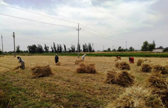 أشعة الذهب الأصفر تغطى أراضى كفر الشيخ.. الأغانى وأصوات المناجل تعزف أغلى الألحان وقت حصاد القمح.. تقسيم الفلاحين لمجموعات والمشاركة شعار القرى.. ونقيب الفلاحين: لدينا مخزون استراتيجى وكورونا لن تؤثر علينا