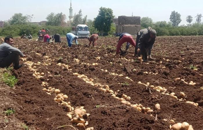 انطلاق حصاد العروة الشتوية للبطاطس.. وكيل وزارة الزراعة: لدينا 1618 فدانا تم حصاد 100 منها.. والفلاحون: موسم ننتظره بعد تعب ومشقة 120 يوما.. والكيلو من الأرض بـ 2.40 جنيه.. والمكسب كله للتاجر وليس للمزارع