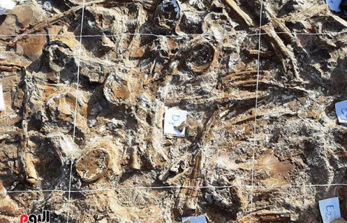 علماء الوادى الجديد يكتشفون عظام سلحفاة بحرية عملاقة عمرها 70 مليون سنة بالفرافرة.. حفرية تيتانورسوريا الزاحف البحرى العملاق من عصر الديناصورات بالداخلة.. والمنطقة كانت عبارة عن شاطئ قديم للبحر التيثى.. صور