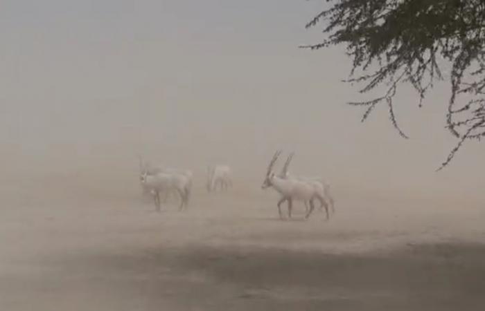 العالم هذا المساء.. حريق هائل داخل دار للمسنين فى نيويورك.. 15 قتيلًا فى مخيم للاجئين الروهينجا فى بنجلاديش.. موجة غبار كثيف تضرب إسرائيل وتحول نهارها إلى ليل