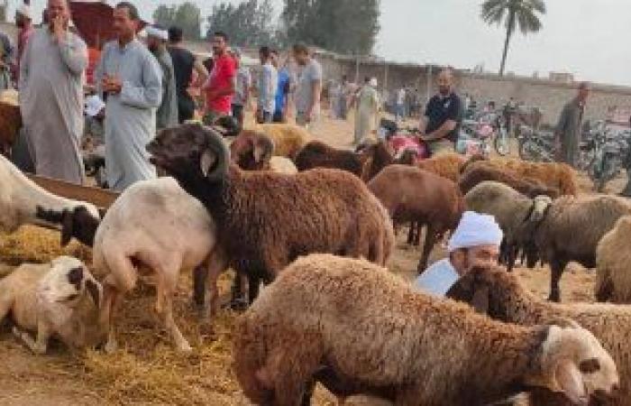 "اليوم السابع" فى جولة بسوق الرحمة للأغنام فى الإسكندرية.. إقبال كبير على شراء الخراف وكيلو الضأن بـ70 جنيها.. 10 مواصفات فى الأضحية السليمة.. ومواطنون يفضلون "صك الأضحية": سهل ورخيص.. فيديو وصور