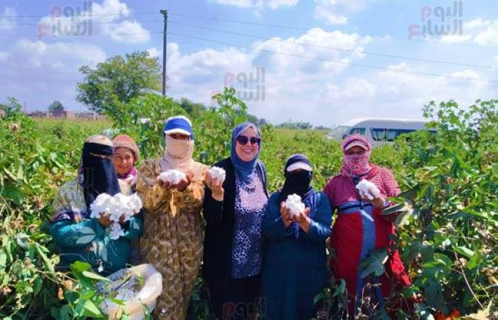 "الذهب الأبيض فتح فى الغيطان".. انطلاق موسم جنى القطن بحقول الشرقية.. وكيل الزراعة: المساحة المزروعة العام الحالى تخطت 36 ألف فدان.. وتجهيز 23 حلقة تسويق للتوريد.. وسعر القنطار 4 آلاف جنيه.. فيديو وصور