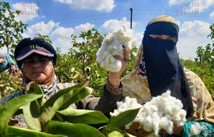 "الذهب الأبيض فتح فى الغيطان".. انطلاق موسم جنى القطن بحقول الشرقية.. وكيل الزراعة: المساحة المزروعة العام الحالى تخطت 36 ألف فدان.. وتجهيز 23 حلقة تسويق للتوريد.. وسعر القنطار 4 آلاف جنيه.. فيديو وصور