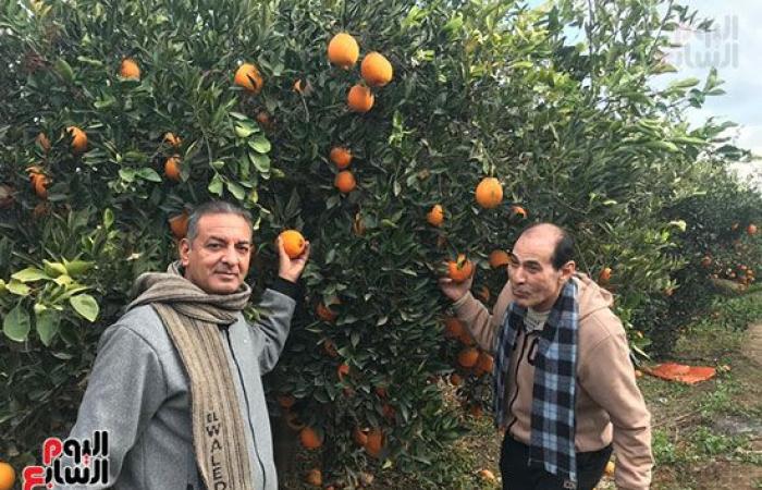 خير بلدنا.. تفهنا العزب عاصمة البرتقال فى مصر.. تزرع 1200 فدان موالح شتوية وصيفية.. مزارعون: شباب القرية يعملون في زراعة الموالح.. نتعاقد مع موكلين للتصدير لجميع بلدان العالم.. نوفر فائض كبير للسوق المحلى