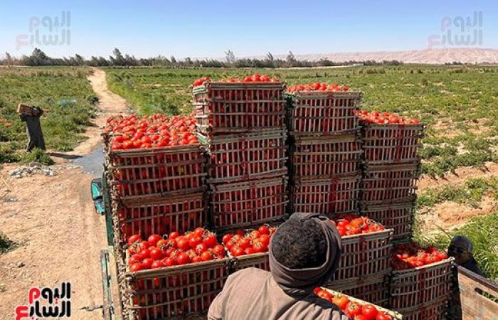 الطماطم المجففة تحول الصحراء الصفراء لأراضى خضراء بالزراعات وحمراء بالمحصول.. نائب محافظ الأقصر: ندعم كافة أفكار المستثمرين للزراعة فى المناطق الجبلية.. واستشارى طماطم: بدأنا بزراعة 250 فدان فى جبال إسنا.. صور