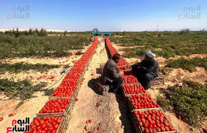 الطماطم المجففة تحول الصحراء الصفراء لأراضى خضراء بالزراعات وحمراء بالمحصول.. نائب محافظ الأقصر: ندعم كافة أفكار المستثمرين للزراعة فى المناطق الجبلية.. واستشارى طماطم: بدأنا بزراعة 250 فدان فى جبال إسنا.. صور