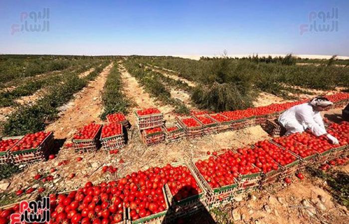 الطماطم المجففة تحول الصحراء الصفراء لأراضى خضراء بالزراعات وحمراء بالمحصول.. نائب محافظ الأقصر: ندعم كافة أفكار المستثمرين للزراعة فى المناطق الجبلية.. واستشارى طماطم: بدأنا بزراعة 250 فدان فى جبال إسنا.. صور