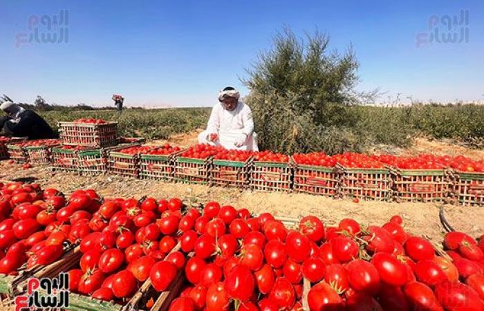 الطماطم المجففة تحول الصحراء الصفراء لأراضى خضراء بالزراعات وحمراء بالمحصول.. نائب محافظ الأقصر: ندعم كافة أفكار المستثمرين للزراعة فى المناطق الجبلية.. واستشارى طماطم: بدأنا بزراعة 250 فدان فى جبال إسنا.. صور