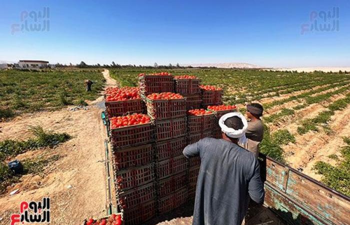 الطماطم المجففة تحول الصحراء الصفراء لأراضى خضراء بالزراعات وحمراء بالمحصول.. نائب محافظ الأقصر: ندعم كافة أفكار المستثمرين للزراعة فى المناطق الجبلية.. واستشارى طماطم: بدأنا بزراعة 250 فدان فى جبال إسنا.. صور