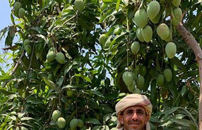 بدء طرح بشاير المانجو الإسماعيلاوى.. تنافس  "الصعيدى" المطروح بالأسواق منذ أسابيع والسكرى الأبيض بـ30 جنيها.. تراجع كمية المحصول بنسبة 50% عن العام الماضى ‎.. والأسواق تستعد لاستقبال العويس والنعومى والصديقة