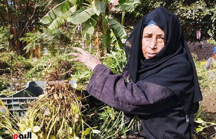 قصة كفاح الجدة "سلمية" قاربت على 70 عاما.. وتعمل بالأجرة اليومية فى غيطان الشرقية.. تزرع المحاصيل وتحصد ثمار الخير.. 50 عاما من الكفاح لتربية بناتها الخمسة بعد وفاة زوجها.. وأمنيتها زيارة الأراضى المقدسة.. صور