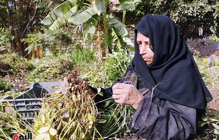 70 عامًا من الكفاح.. غيطان الشرقية وزروعها تشهد على قصة الجدة سليمة.. وصلت لليوبيل الذهبي فى تولى المسؤولية بعد مرور 50 عاما على وفاة زوجها.. زرعت الثمار وحصدت الخير لبناتها الخمس.. وحلمها زيارة رسول الله.. صور