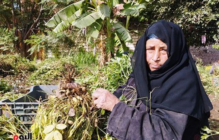 70 عامًا من الكفاح.. غيطان الشرقية وزروعها تشهد على قصة الجدة سليمة.. وصلت لليوبيل الذهبي فى تولى المسؤولية بعد مرور 50 عاما على وفاة زوجها.. زرعت الثمار وحصدت الخير لبناتها الخمس.. وحلمها زيارة رسول الله.. صور