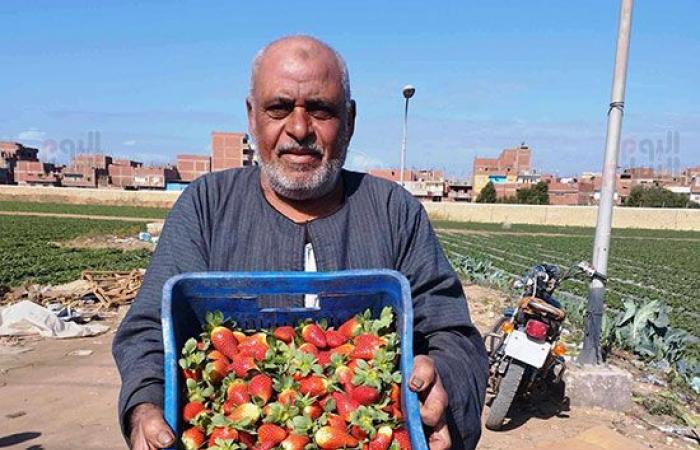 "فاكهة الحب".. انطلاق حصاد الفراولة بغيطان الشرقية بالزغاريد... زيادة المساحات المنزرعة لأكثر من 2000 فدان.. توفر العملة الصعبة وباب رزق لعاملات اليومية بالقرى والنجوع.. وإنتاجية الفدان من 8 إلى 10 أطنان.. صور