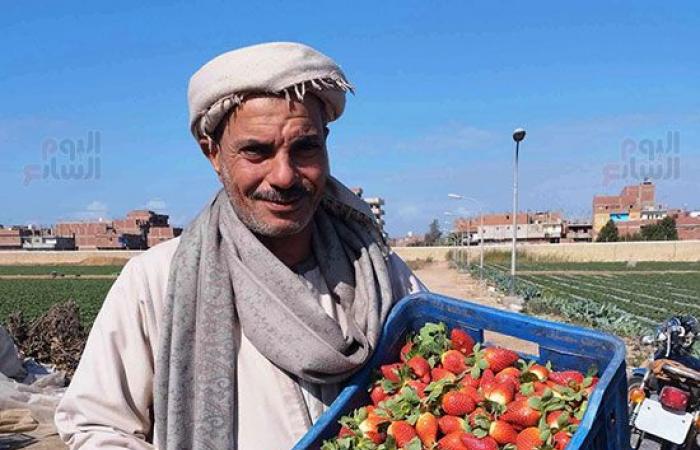 "فاكهة الحب".. انطلاق حصاد الفراولة بغيطان الشرقية بالزغاريد... زيادة المساحات المنزرعة لأكثر من 2000 فدان.. توفر العملة الصعبة وباب رزق لعاملات اليومية بالقرى والنجوع.. وإنتاجية الفدان من 8 إلى 10 أطنان.. صور