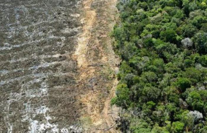 غابات الأمازون المطيرة قد تنهار بحلول 2050 بسبب الجفاف والحرائق