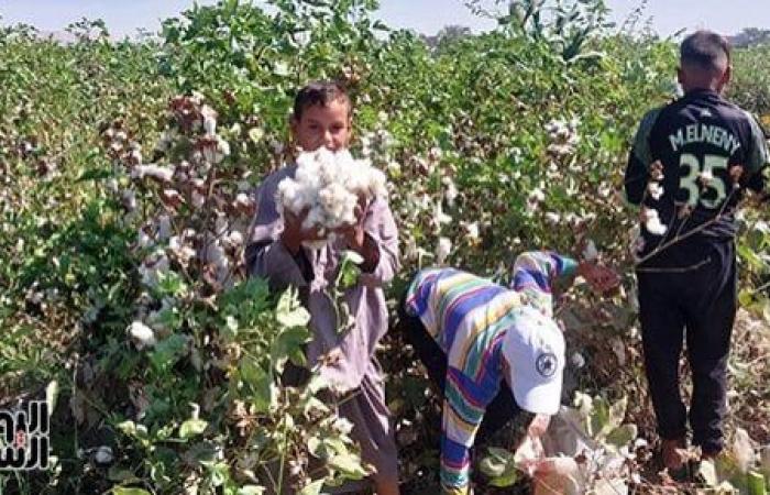 بعد قرار "الورزاء" بتحديد سعر الضمان لقنطار القطن.. زراعة النواب تثمن القرار وتشكر القيادة السياسية: خطوة هامة لاستعادة عرش القطن المصرى عالمياً واستعادة مجد صناعة الغزل والنسيج في مصر من جديد