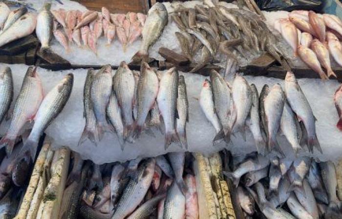 "خير بلدنا" بورسعيد تنتج شهريا أكثر من 1100 طن أسماك.. الآلاف يقبلون على الشراء يوميا ويشيدون بالسوق الحضارى وجودة المأكولات البحرية.. والمحافظ: لدينا 177 مزرعة و5906 أحواض سمكية.. صور
