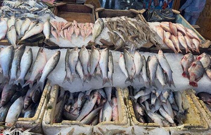 "خير بلدنا" بورسعيد تنتج شهريا أكثر من 1100 طن أسماك.. الآلاف يقبلون على الشراء يوميا ويشيدون بالسوق الحضارى وجودة المأكولات البحرية.. والمحافظ: لدينا 177 مزرعة و5906 أحواض سمكية.. صور