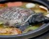 ما هو طبق "لحم السلاحف" الذي يُعالج به مرضى كورونا في الصين؟