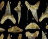 اكتشاف أنواع جديدة من أسماك القرش يبلغ عمرها 65 مليون عام في ألاباما