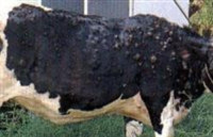 كل ما تريد معرفته عن أعراض وعلاج الجلد العقدي للأبقار