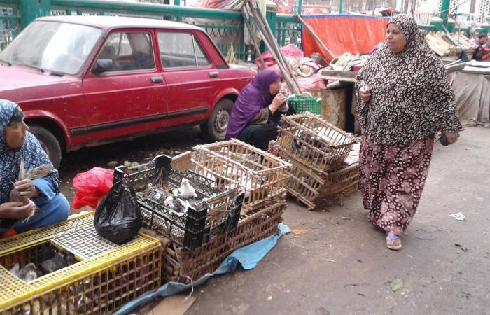 صور.. استمرار ذبح الطيور الحية بالمخالفة للقانون.. إلقاء المخلفات بميدان الشون بالمحلة ينذر بكارثة.. ربة منزل: أشترى الدواجن المذبوحة أمامى.. تاجر: الزبون عايز كده.. والطب البيطرى: خطر يهدد حياة المواطنين