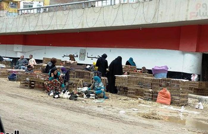 صور.. استمرار ذبح الطيور الحية بالمخالفة للقانون.. إلقاء المخلفات بميدان الشون بالمحلة ينذر بكارثة.. ربة منزل: أشترى الدواجن المذبوحة أمامى.. تاجر: الزبون عايز كده.. والطب البيطرى: خطر يهدد حياة المواطنين