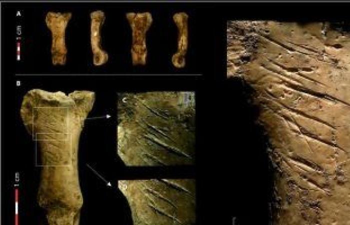 خناقة عمرها 7000 سنة فقط.. أين قضى الإنسان عمره؟.. عائلة ليكى تكشف عن أقدم بشرى منذ 61 عاما.. عمره 1750000 من أصول أفريقية.. وفى 1974 تم العثور على "لوسى" وعمرها 3180000.. ودراسة جديدة تؤكد عاش منذ 800 ألف سنة