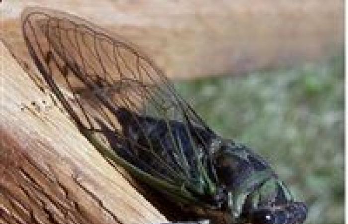 حشرة الزيز.. تعرف على التفاصيل الكاملة للغزو القادم من الصين